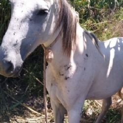 Recuperaron dos caballos robados de una finca lujanina