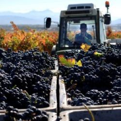 Productores vitivinícolas de la provincia recibieron ayuda de la Nación