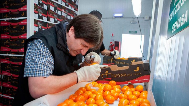Acuerdan medidas para garantizar el ingreso de cítricos a la provincia