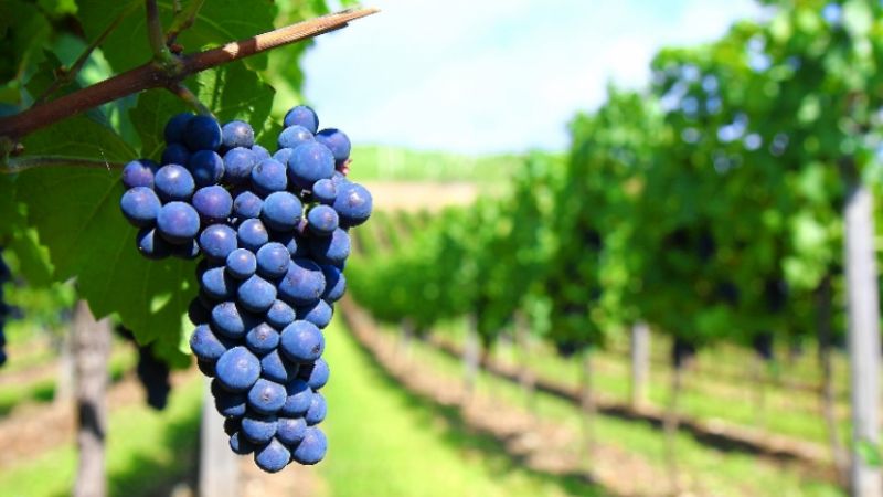 Se conocerán los estudios sobre las regiones vitivinícolas de la Argentina