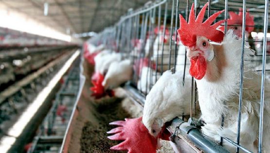 En la última semana, hubo cuatro nuevos casos de influenza aviar en el país