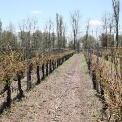 Rivadavia: cerca de 3 mil hectáreas fueron afectadas por el granizo