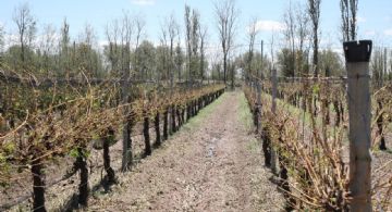 Rivadavia: cerca de 3 mil hectáreas fueron afectadas por el granizo