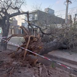 Un gran árbol cayó sobre una calle en Guaymallén y cortó el tránsito