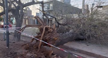 Un gran árbol cayó sobre una calle en Guaymallén y cortó el tránsito