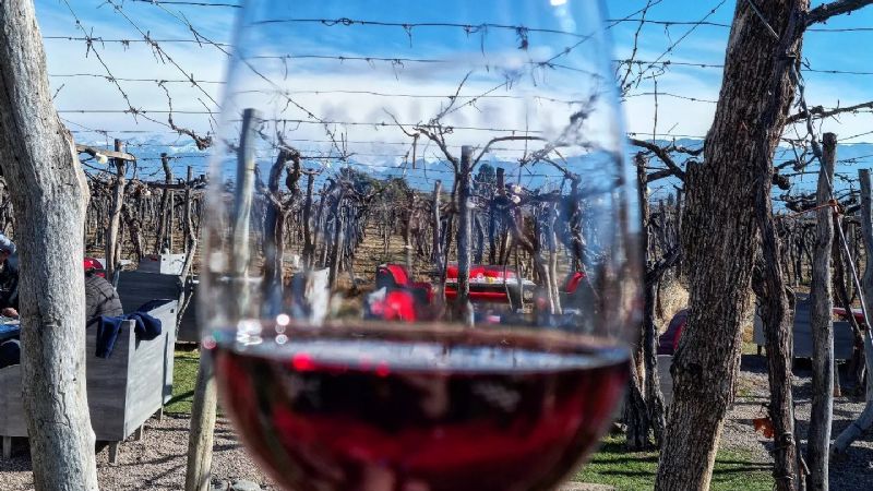 Bodega lujanina lanza al mercado una nueva línea de vinos