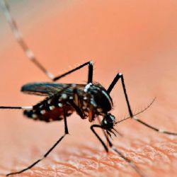 Confirman un caso de dengue en Santa Rosa