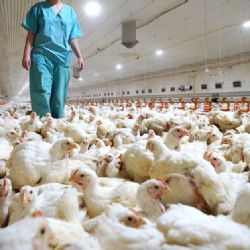 Chile confirmó el primer caso humano de gripe aviar en el país