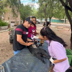 San Martín continúa su cronograma de castración de mascotas