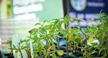 Guaymallén ofrece una nueva capacitación sobre huerta agroecológica