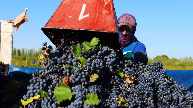 Viticultores mendocinos piden controlar el destino del dólar agro