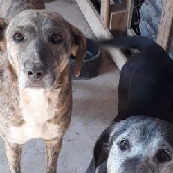 Refugio de perros de Godoy Cruz cumple diez años y pide colaboraciones