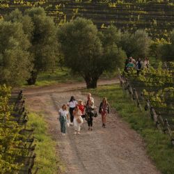 Bodega Alpamanta cosechó dos oros en el Best Of Wine Tourism 2024