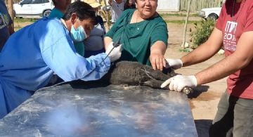 Más de 120 castraciones de mascotas en San Martín